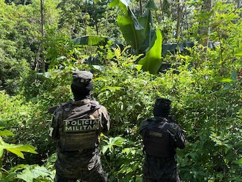 El cultivo ilícito fue encontrado en la aldea Quebrada del Diablo, municipio de Iriona. Las Fuerzas Armadas localizaron una plantación con más de 20 mil arbustos de supuesta hoja de coca en Colón. (Foto: Fuerzas Armadas de Honduras)