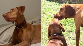 La historia de Dominga cautivó