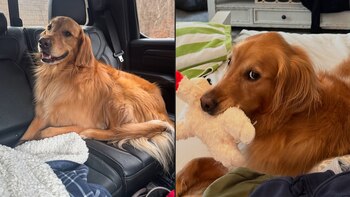 El dinero recaudado cubrirá tratamientos