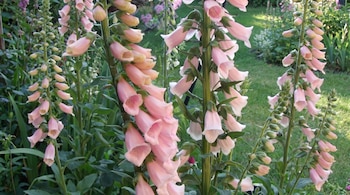 La imagen muestra varios tallos verticales con múltiples flores rosadas en forma de campana y hojas verdes, sobre un fondo borroso de vegetación.