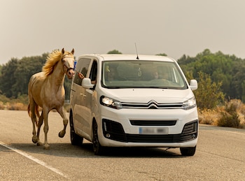 Dos personas rescatan a un caballo del fuego, a 25 de julio de 2026, en San Martín de Valdeiglesias, Madrid (España). (Eduardo Parra/Europa Press)