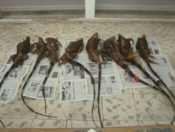 Varios ejemplares son cazados cada año para hacerlos en platillos Foto: Especial