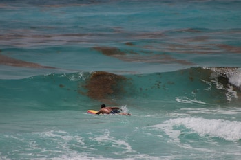 sargazo playas mexico (Foto: Cuartoscuro)