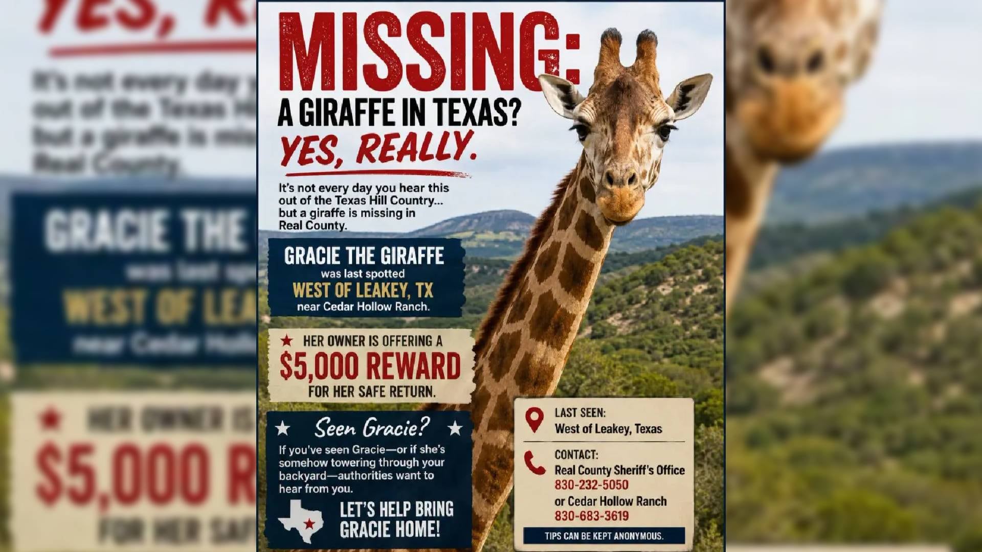 Un cartel busca a la jirafa Gracie, desaparecida en el condado de Real, Texas, y ofrece una recompensa de USD 5.000 por su localización (Facebook / Traci Fant)