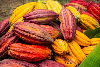 Cacao peruano.
Foto: Andina