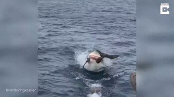 22-06-2021 Un tiburón blanco sorprende