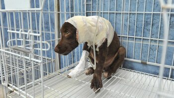 Chocolate murió luego de ser