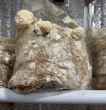 cultivador de hongos alucinogenos maquinista savio