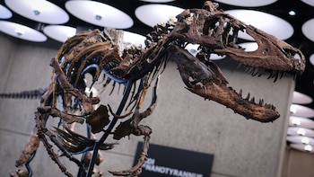 Subastaron un esqueleto de dinosaurio por USD 47,3 millones en Nueva York, lo compró un anónimo y su destino es un misterio
