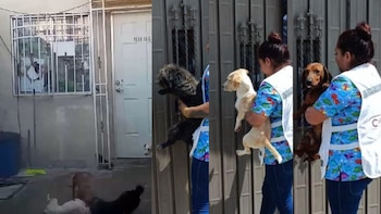 Presuntamente el dueño rescataba canes