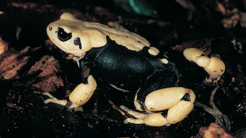 Un anfibio vivíparo es aquel