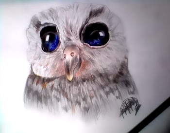 La comunidad de internet ha