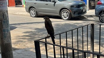 Gavilán rescatado en Chorrillos tras