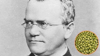 Un jardín, siete caracteres y