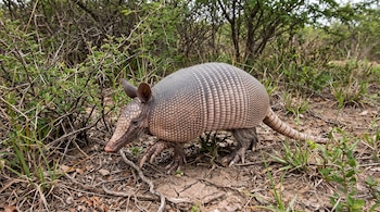 Un armadillo con caparazón rígido camina sobre tierra con hojas secas al lado de vegetación espinosa.
