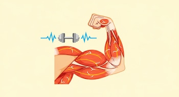 Ilustración de un bíceps humano estilizado con fibras musculares en naranja y rojo. Una pesa y ondas de energía azul eléctrico lo rodean sobre fondo crema.