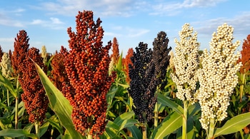 Campo de plantas de sorgo con espigas de granos rojos, negros y blancos; hojas verdes y cielo azul con nubes.