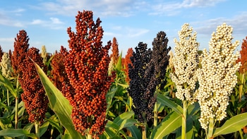 El sorgo busca recuperar rindes y ganar protagonismo en el campo argentino