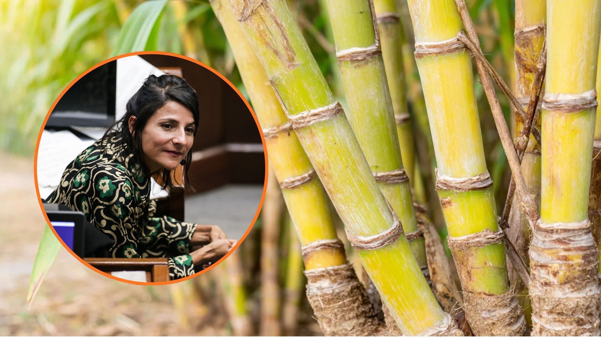 El comentario de la ministra (e) de Ambiente, Irene Vélez, generó un rechazo conjunto entre congresistas, expertos y representantes del sector de la caña - crédito Imagen Ilustrativa Infobae