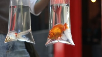 Un tribunal argentino reconoció derechos a dos peces y ordenó su rescate por maltrato