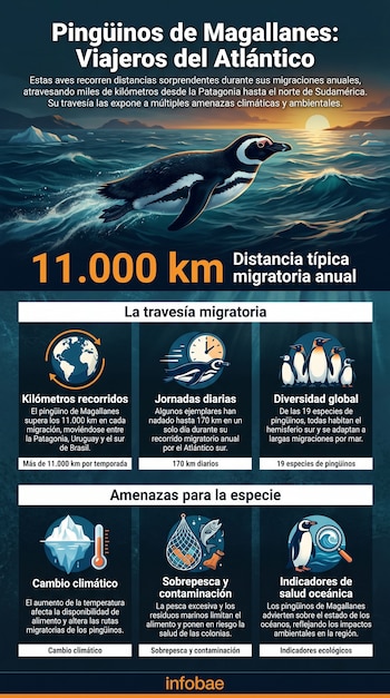 Infografía sobre el pingüino de Magallanes mostrando un pingüino nadando en el océano al atardecer, y datos sobre su migración, amenazas y relevancia ecológica.
