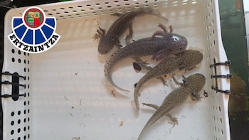 La Ertzaintza investiga a dos personas tras localizar 17 ajolotes, una especie en peligro crítico de extinción