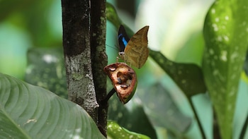 Loreto - turismo - Perú - historias - 9 septiembre