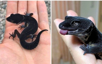 Un Gecko Leopardo Nocturno Negro: el gecko más raro del mundo