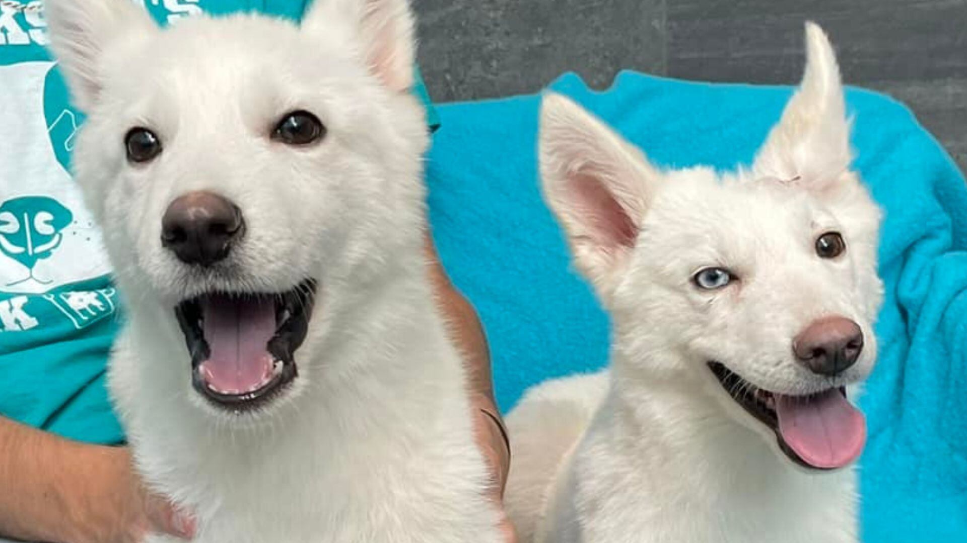 (Facebook Jackson County Animal Shelter and Animal Control)