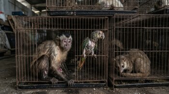 Tres jaulas de metal apiladas en un entorno oscuro, con un mono herido, un loro enfermo y un animal similar a una civeta visiblemente afectados por las malas condiciones.