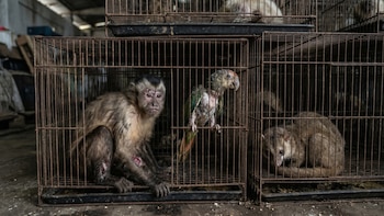Estos son los desconocidos riesgos a la salud de adquirir fauna silvestre sin documentación, según la Profepa