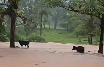 Ganaderos de la comunidad de Walana arriesgan sus vidas introduciéndose en las fuertes corrientes para evitar que sus animales sean arrastrados por el caudal.