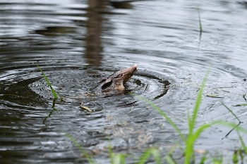 Los armadillos toleran bajas temperaturas al refugiarse en madrigueras y pueden cruzar cursos de agua mediante distintas estrategias (REUTERS)
