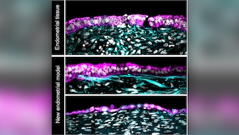 Los experimentos con embriones humanos