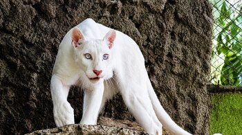 Las imágenes de la puma en el Zoológico Thomas Belt desataron un debate nacional. Mientras algunos usuarios expresaron inquietud por su aspecto físico, otros defendieron la labor del zoológico, remarcando la complejidad de atender a un ejemplar de estas características. Foto de redes sociales