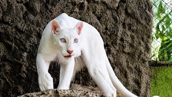 Las nuevas imágenes de la puma albina Itzae reactivan el debate por su estado en el Zoológico Thomas Belt en Nicaragua