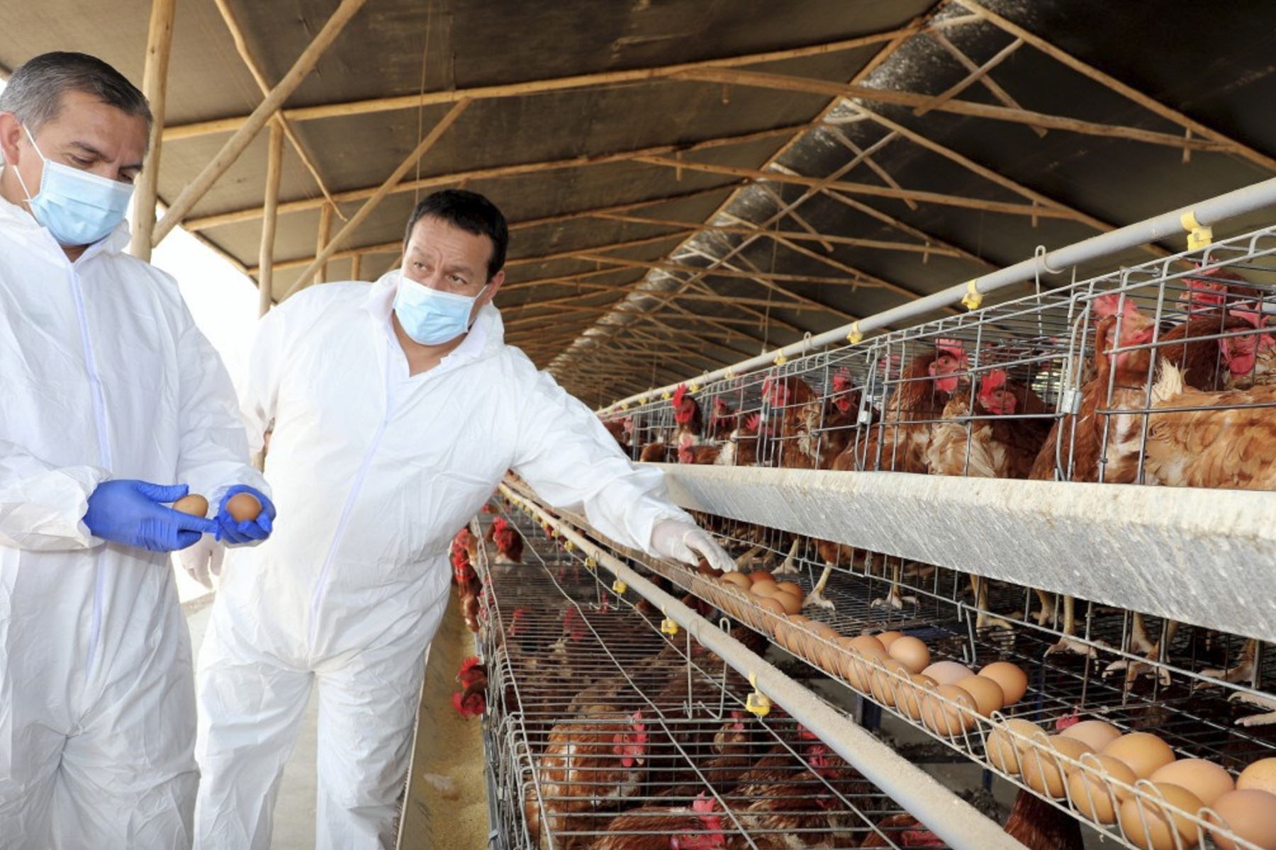 China dejará de importar aves desde Brasil por temor a gripe aviar. (Foto: Andina)