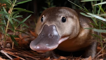 Ornitorrincos rescatados de una sequía en Australia volvieron a su hábitat y demostraron la sorprendente resiliencia animal