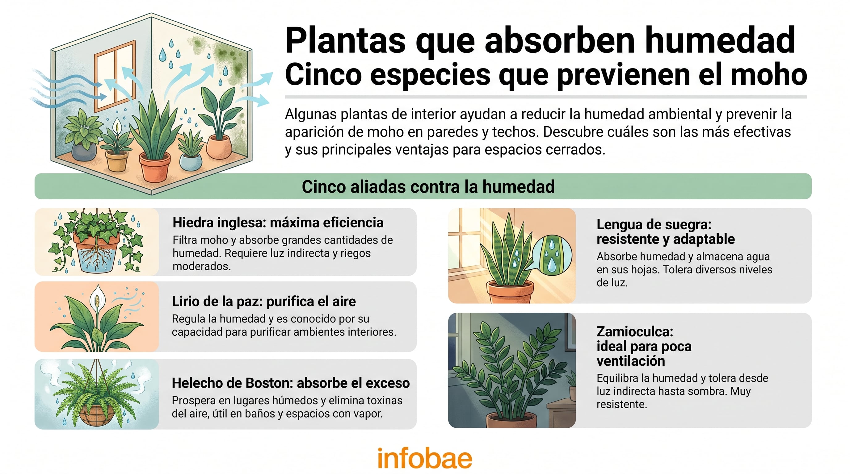 Un gráfico ilustra cómo cinco especies de plantas de interior reducen la humedad ambiental y previenen la aparición de moho en paredes y techos, con sus principales ventajas. (Imagen Ilustrativa Infobae)