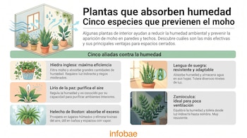 Infografía: Cuarto con moho, humedad, plantas en macetas. Cinco imágenes de plantas de interior con texto. Título principal y logo Infobae.