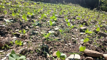 Agricultura alerta que el frío amenaza cultivos jóvenes en cuatro departamentos del occidente guatemalteco