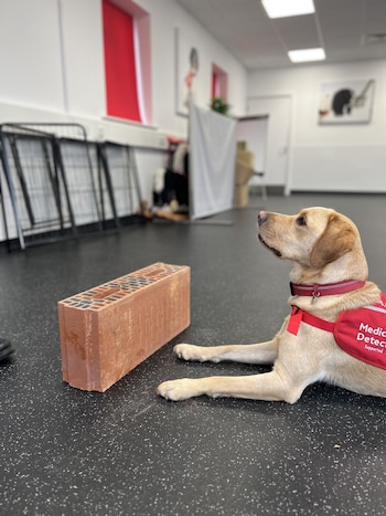 Chilli, el perro que ayuda