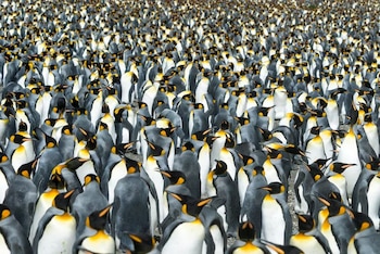 Multitud de pingüinos rey con plumaje gris y blanco, y manchas amarillas en el cuello y la cabeza, parados juntos