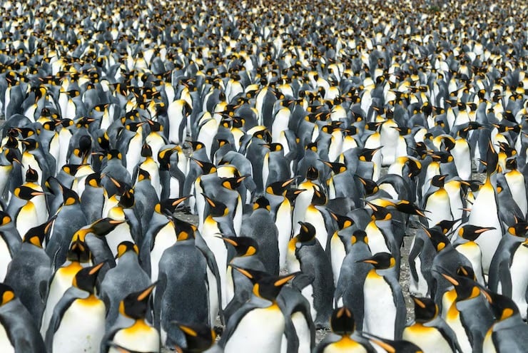 Los investigadores identificaron colonias de pingüinos emperador a partir de manchas de guano registradas por satélites Landsat en la Antártida desde la década de 1980 (Magnific)
