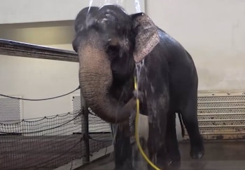 Solo Mary entre los cinco elefantes observados destaca en el uso de herramientas para ducharse (URBAN ET AL./CURRENT BIOLOGY)