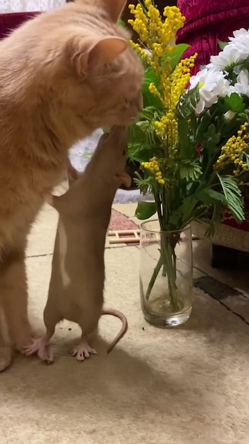 La rutina diaria de Perseya