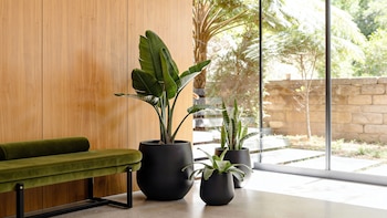 PLANTAS LIVING DECO
