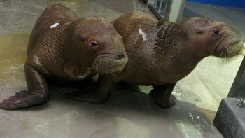 Detectan la primera muerte de