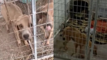Dos perros de color claro detrás de una jaula en exterior y un perro marrón claro dentro de una jaula en un interior con manta