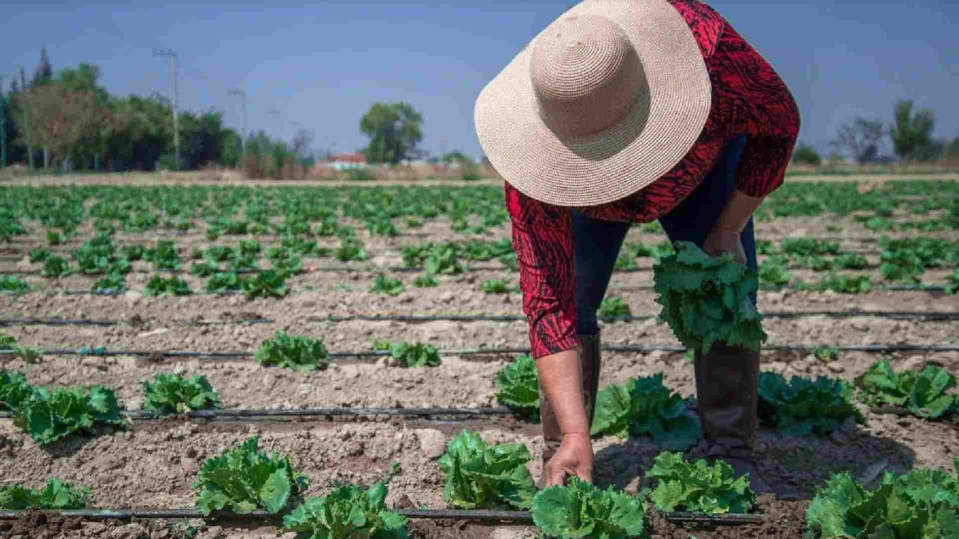 Diarrea explosiva: Cofepris confirma que no hay presencia de Cyclospora en lechugas mexicanas